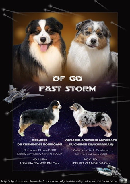 of go Fast Storm - Berger Australien - Portée née le 08/08/2021