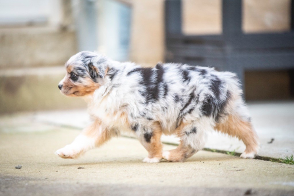 chiot Berger Australien of go Fast Storm