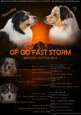 of go Fast Storm - Berger Australien - Portée née le 16/02/2024