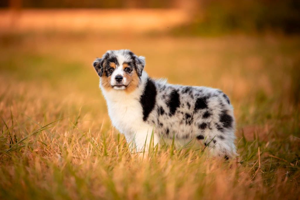 Viking legends freya of go Fast Storm