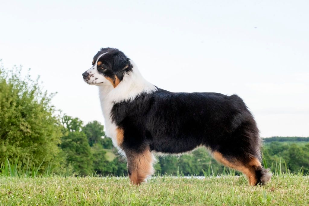 Ultimate avengers t'challa of go Fast Storm