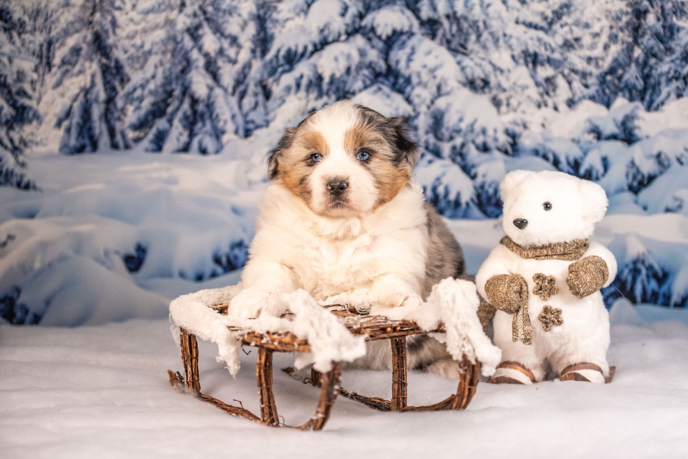 of go Fast Storm - Chiots disponibles - Berger Australien