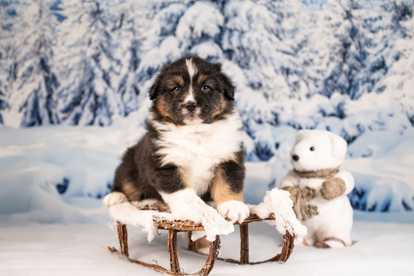 of go Fast Storm - Chiots disponibles - Berger Australien