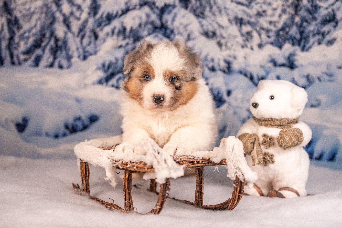 of go Fast Storm - Chiots disponibles - Berger Australien