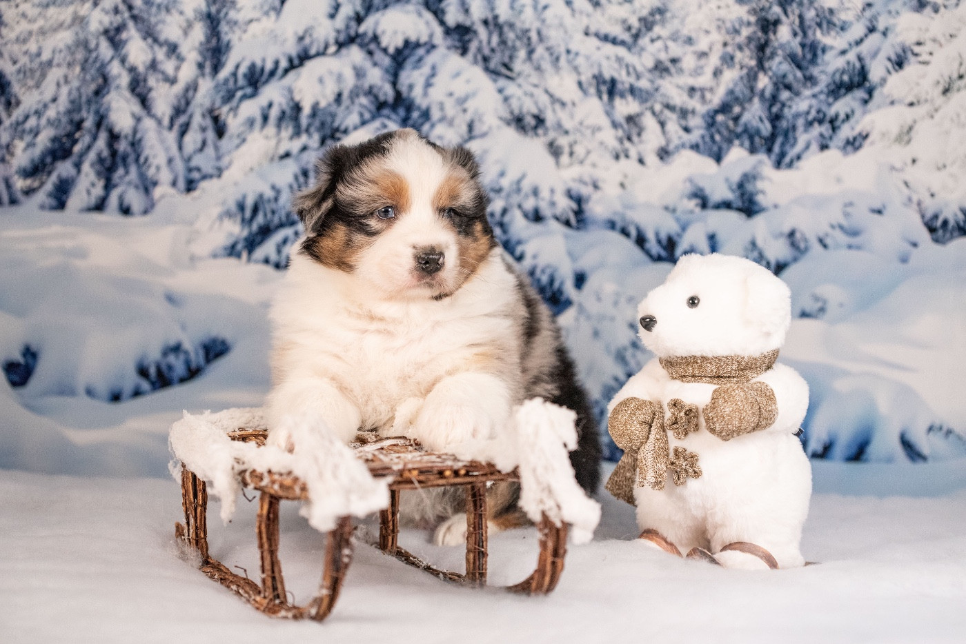 of go Fast Storm - Chiots disponibles - Berger Australien