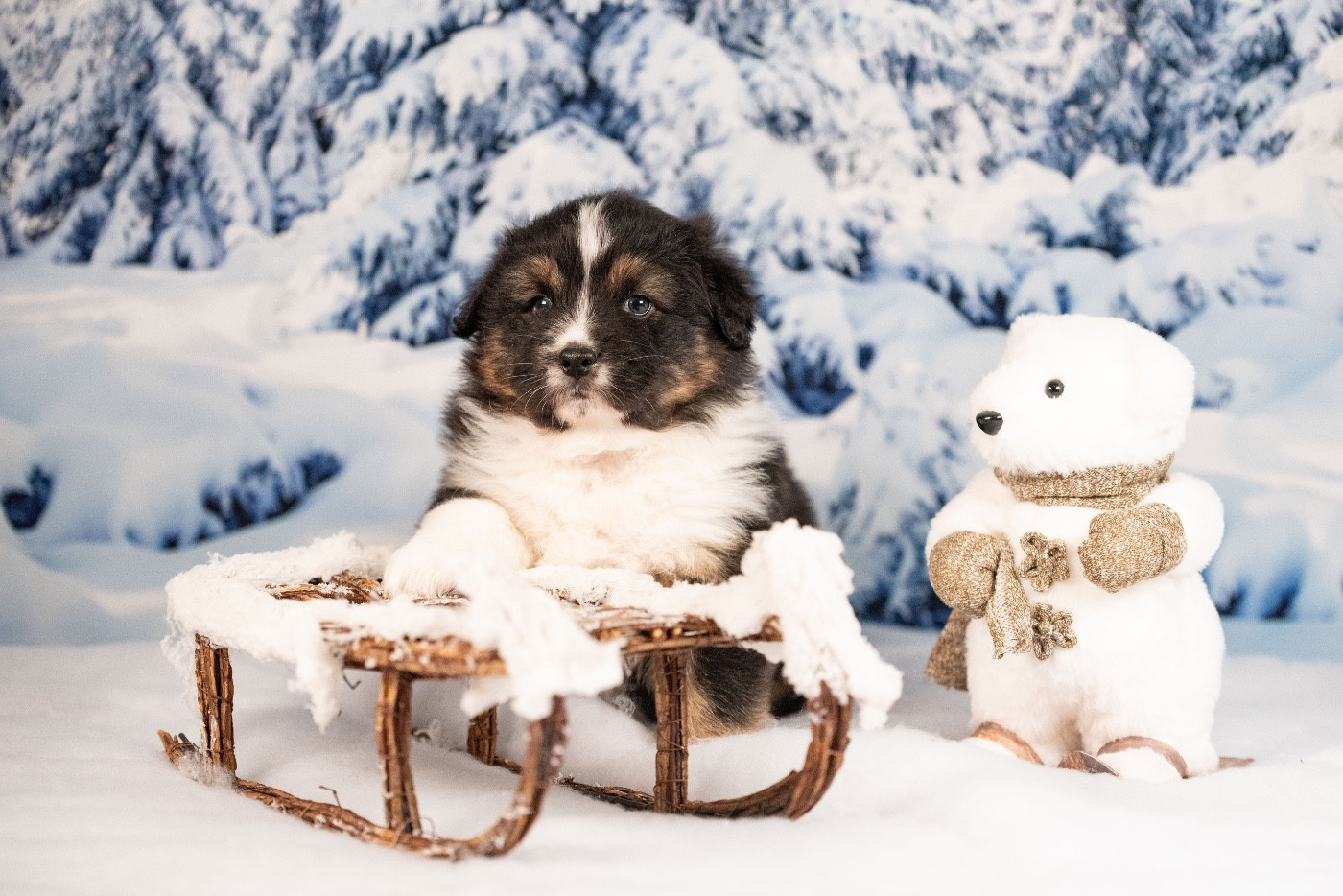 of go Fast Storm - Berger Australien - Portée née le 03/11/2025
