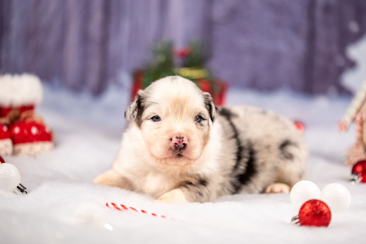 of go Fast Storm - Chiots disponibles - Berger Australien