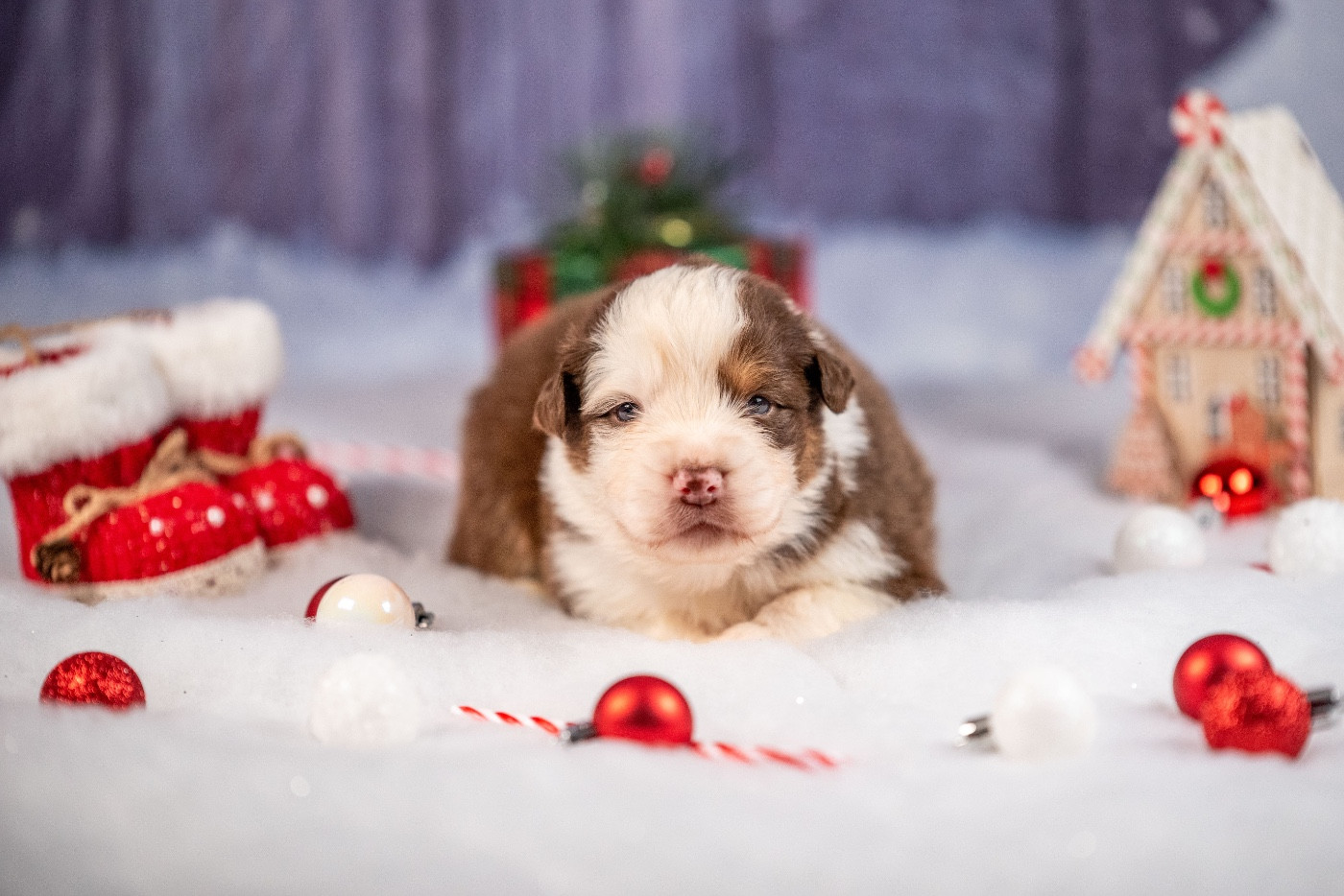 of go Fast Storm - Chiots disponibles - Berger Australien