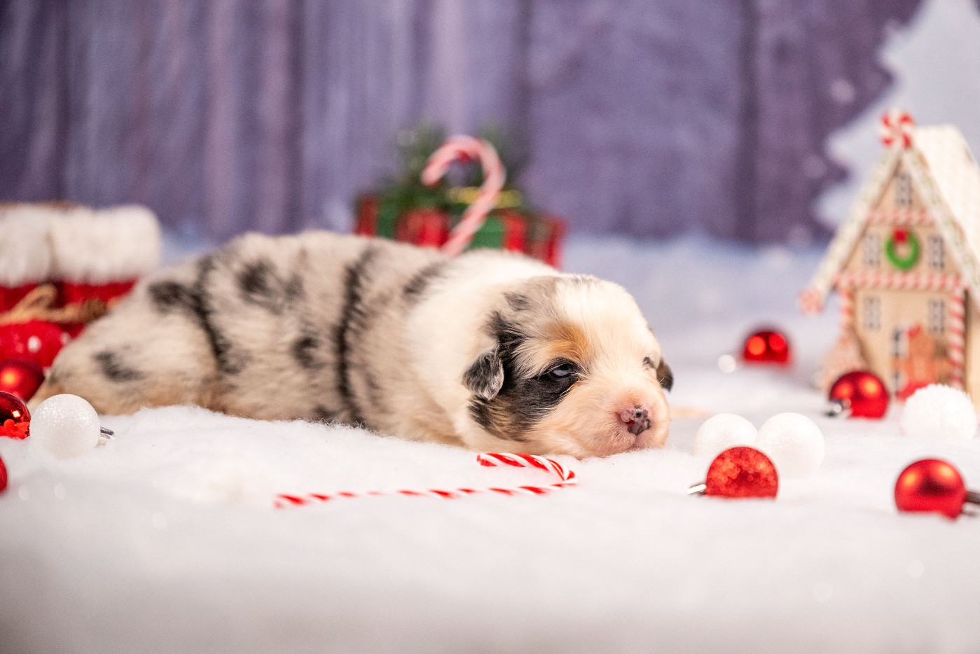 of go Fast Storm - Chiots disponibles - Berger Australien