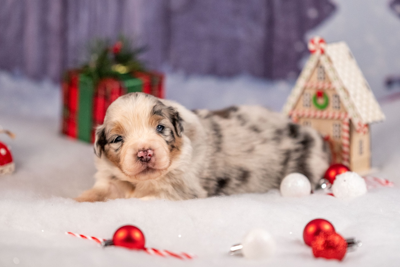 of go Fast Storm - Chiots disponibles - Berger Australien