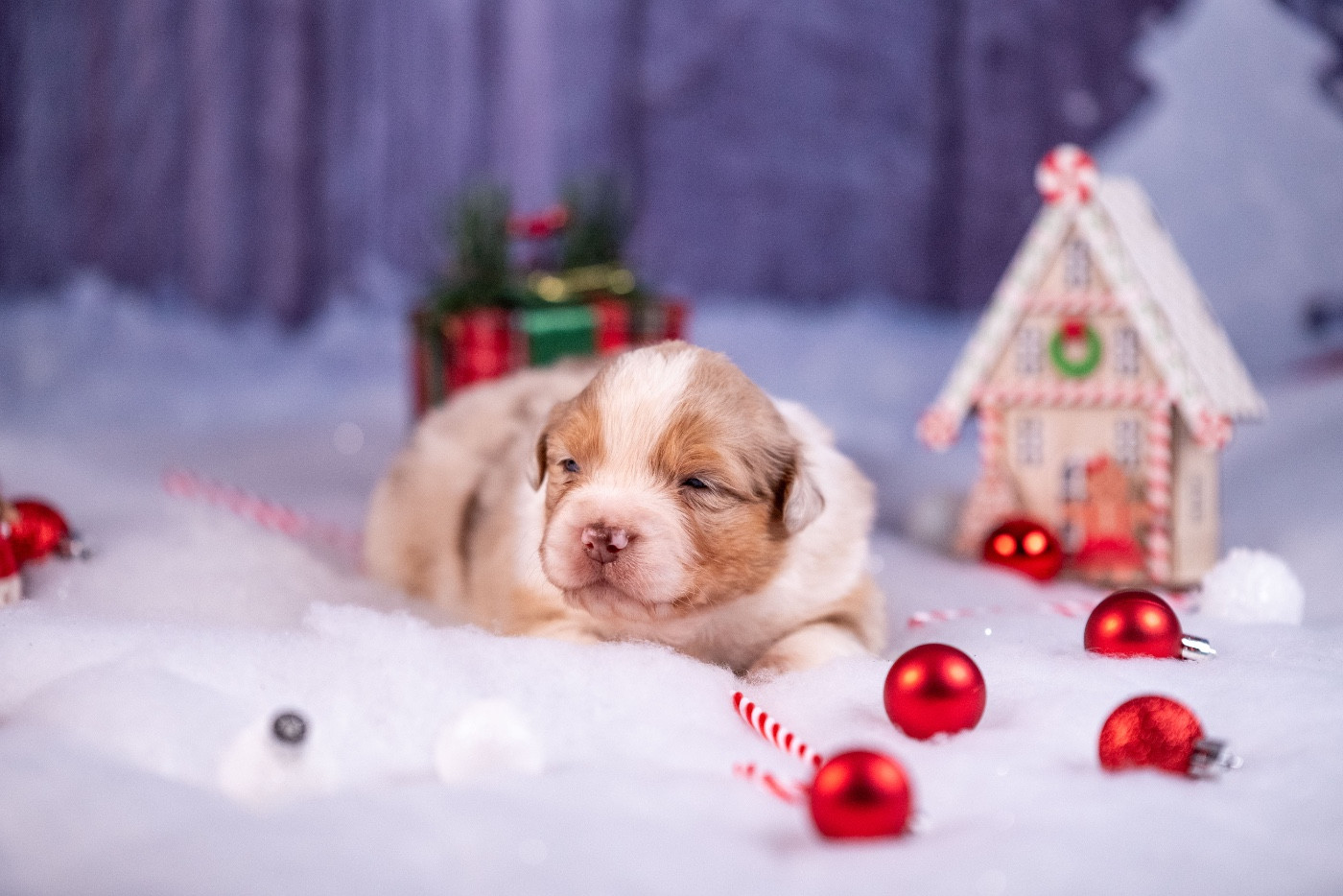 of go Fast Storm - Chiots disponibles - Berger Australien