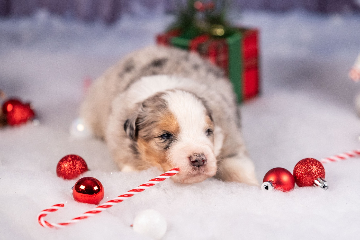 of go Fast Storm - Berger Australien - Portée née le 18/11/2025