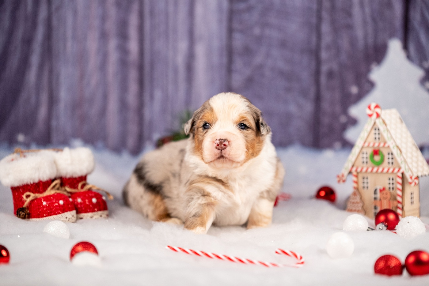 of go Fast Storm - Chiots disponibles - Berger Australien