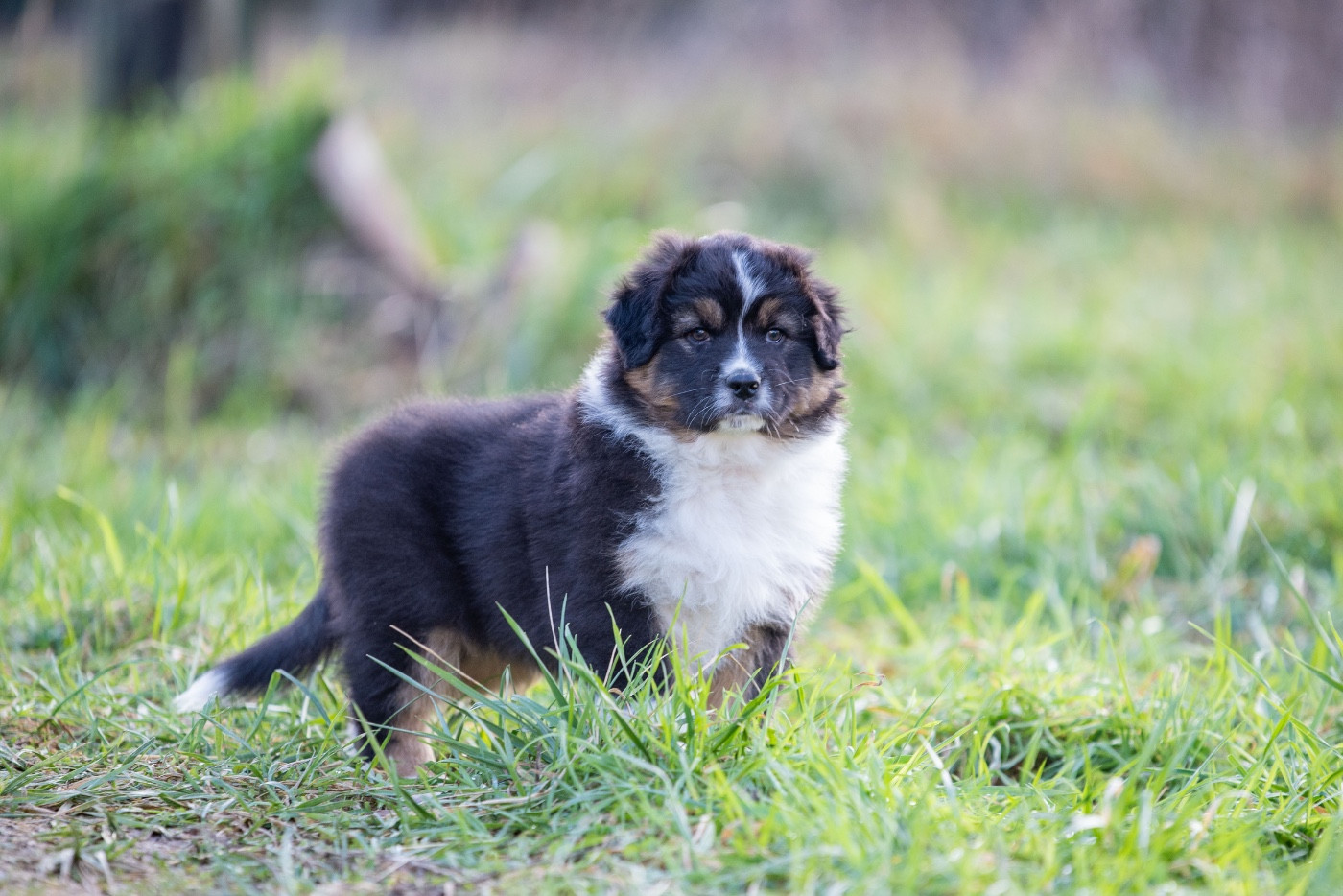of go Fast Storm - Chiots disponibles - Berger Australien