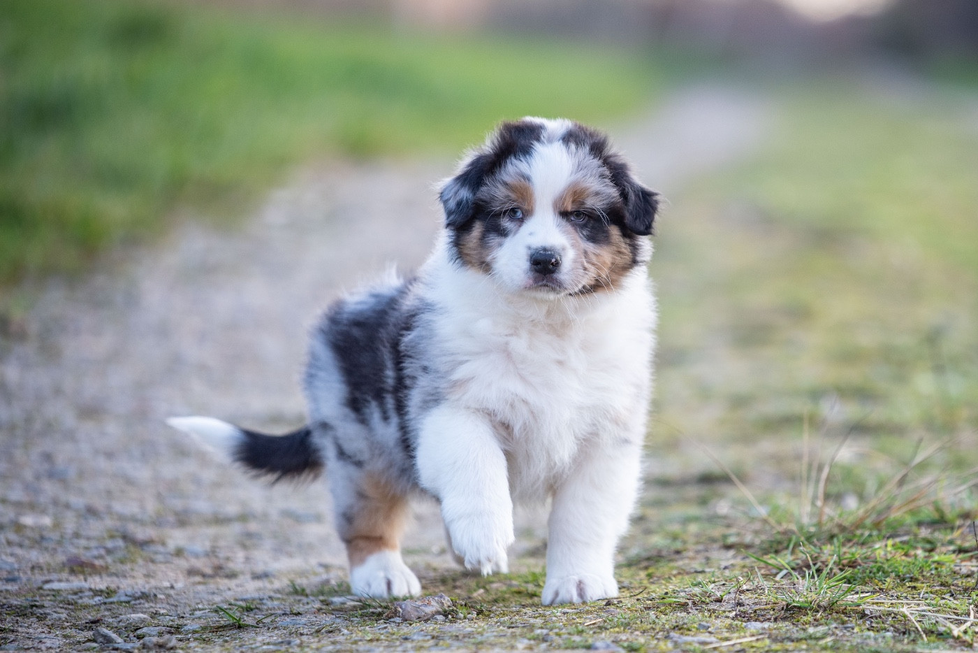 of go Fast Storm - Chiots disponibles - Berger Australien
