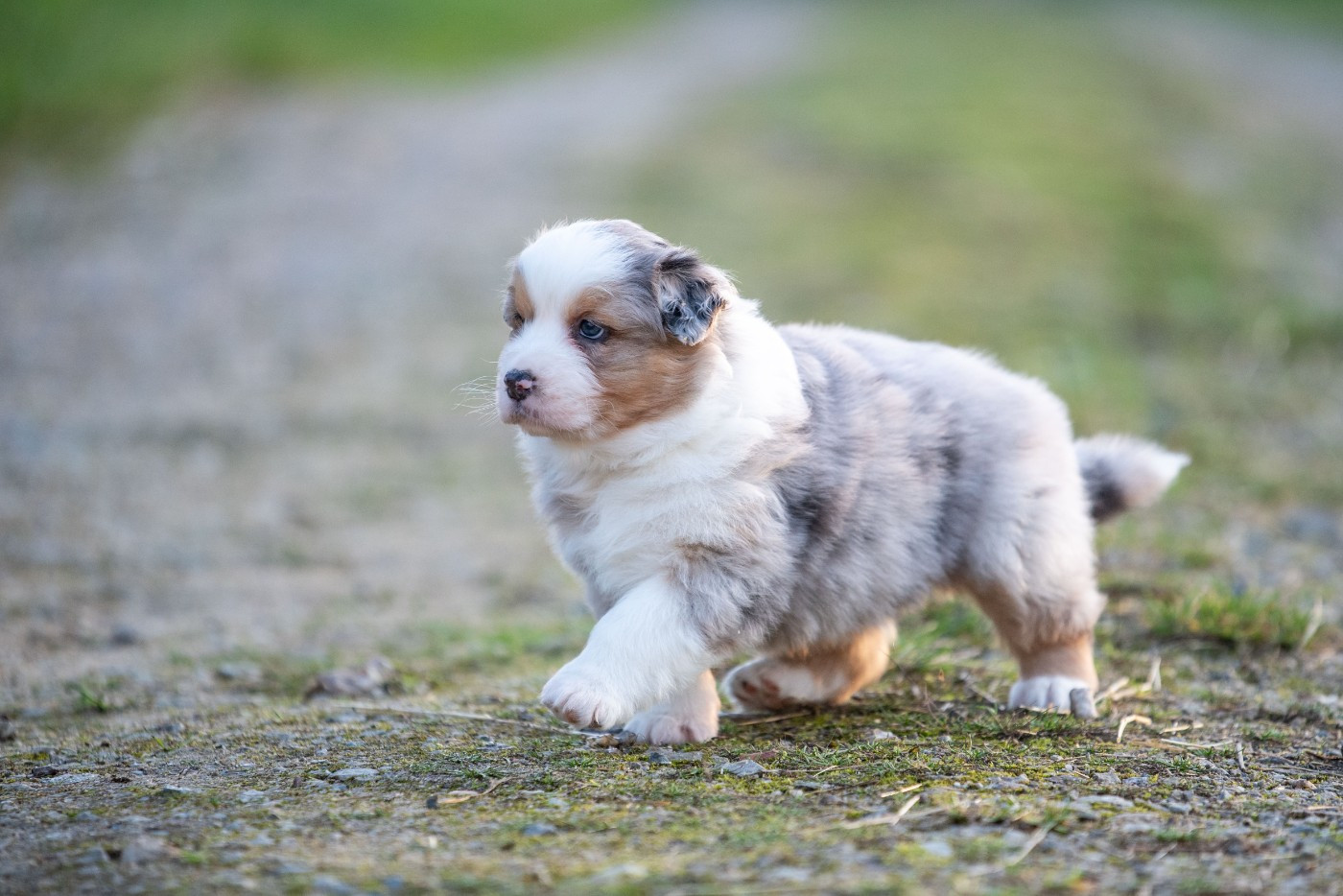 of go Fast Storm - Chiots disponibles - Berger Australien
