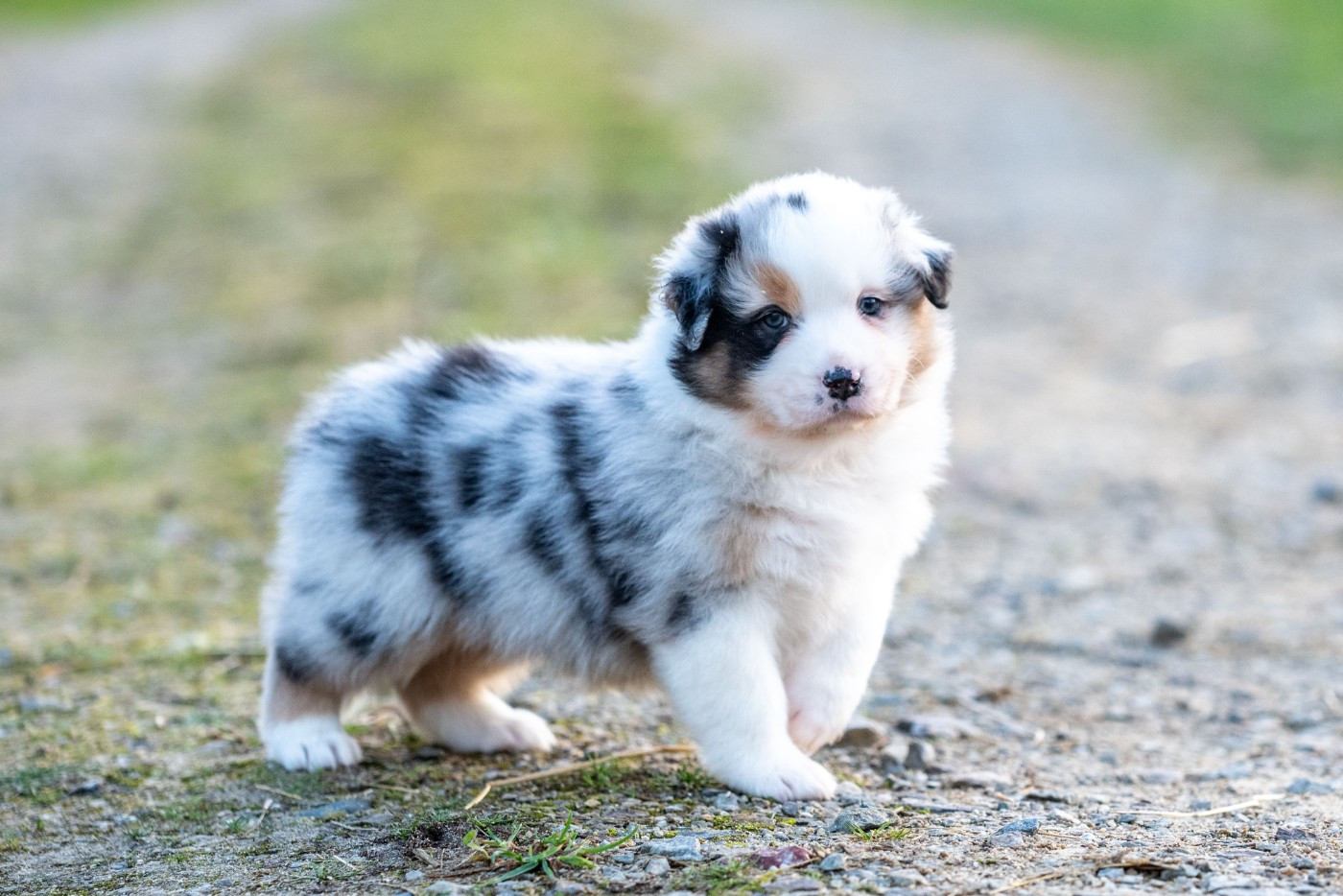 of go Fast Storm - Chiots disponibles - Berger Australien