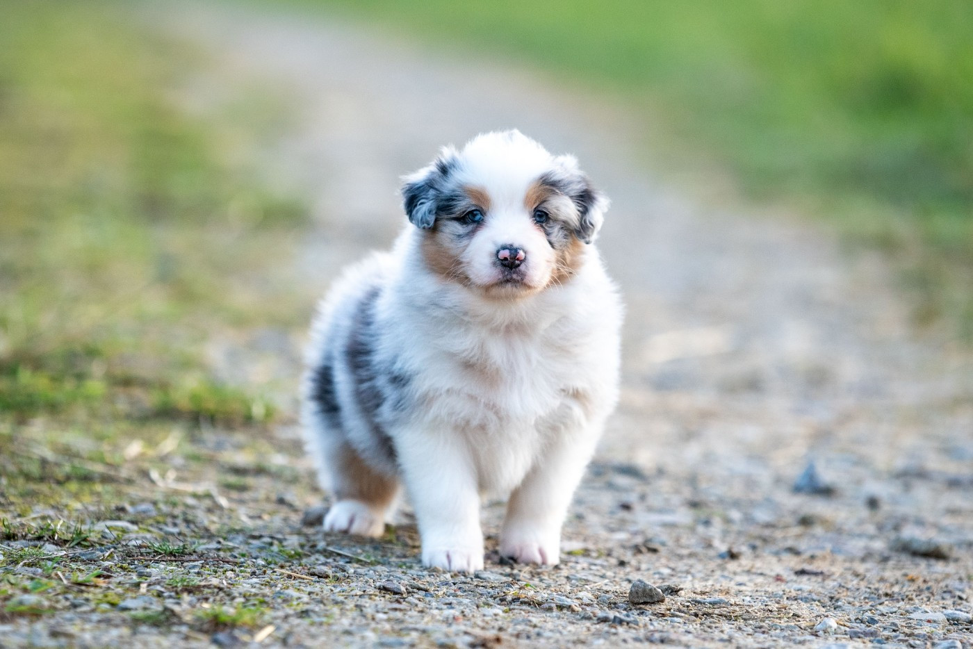 of go Fast Storm - Chiots disponibles - Berger Australien