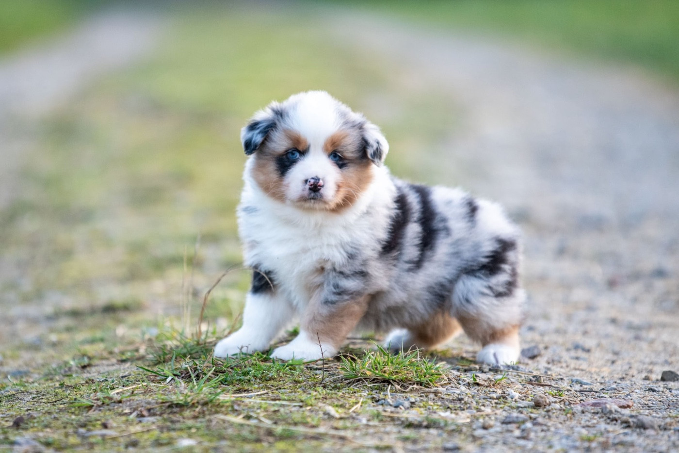 Chiot Berger Australien of go Fast Storm