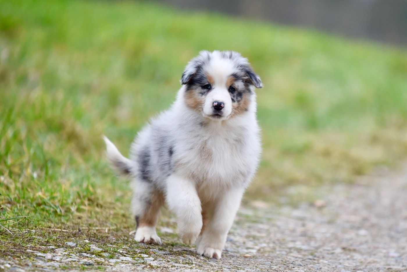 of go Fast Storm - Chiots disponibles - Berger Australien