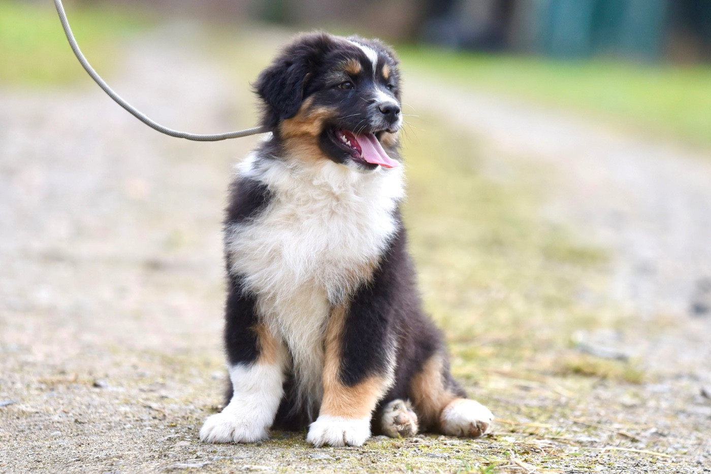 of go Fast Storm - Chiots disponibles - Berger Australien