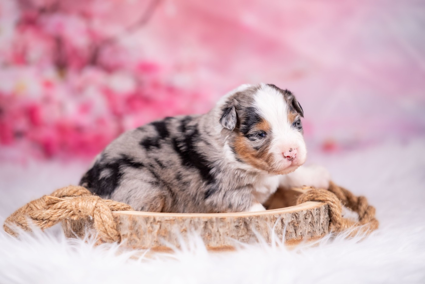 of go Fast Storm - Chiots disponibles - Berger Australien