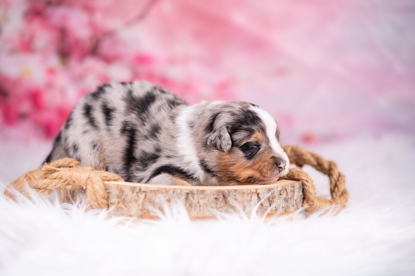 of go Fast Storm - Chiots disponibles - Berger Australien