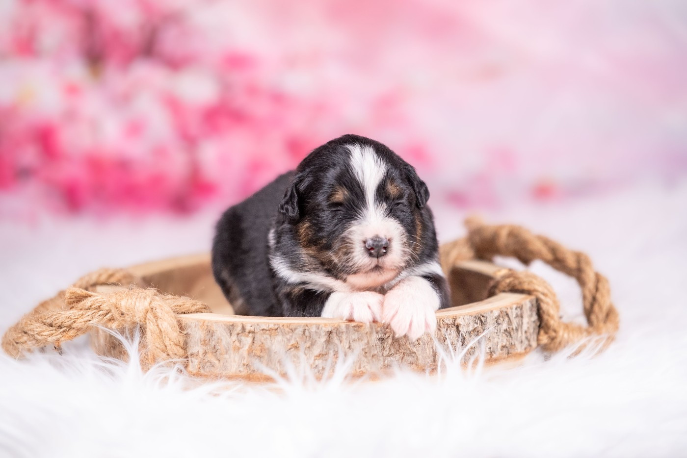 of go Fast Storm - Chiots disponibles - Berger Australien