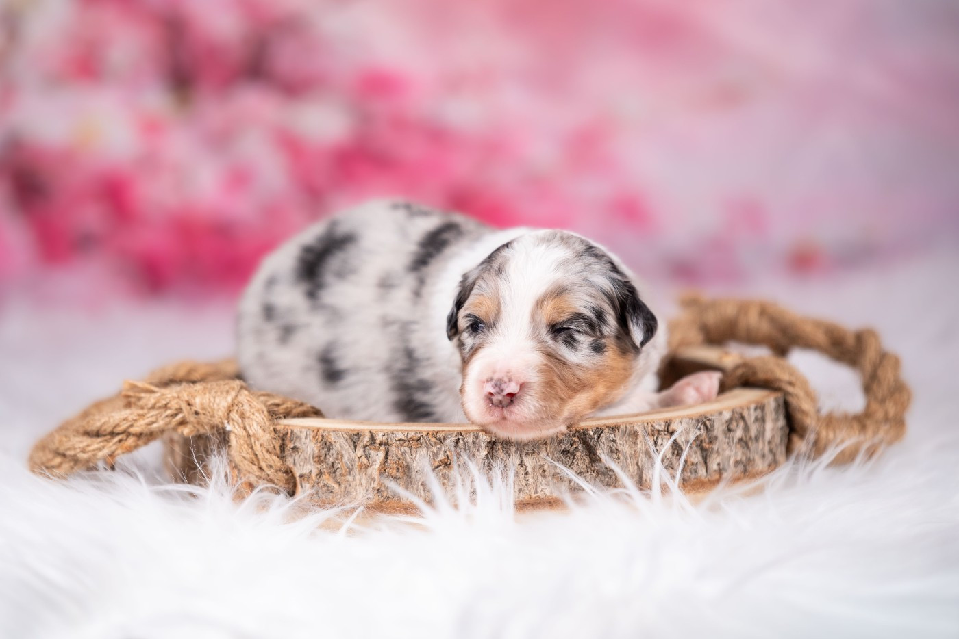 of go Fast Storm - Chiots disponibles - Berger Australien