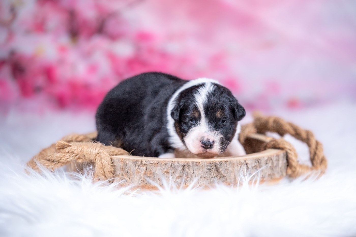 of go Fast Storm - Chiots disponibles - Berger Australien