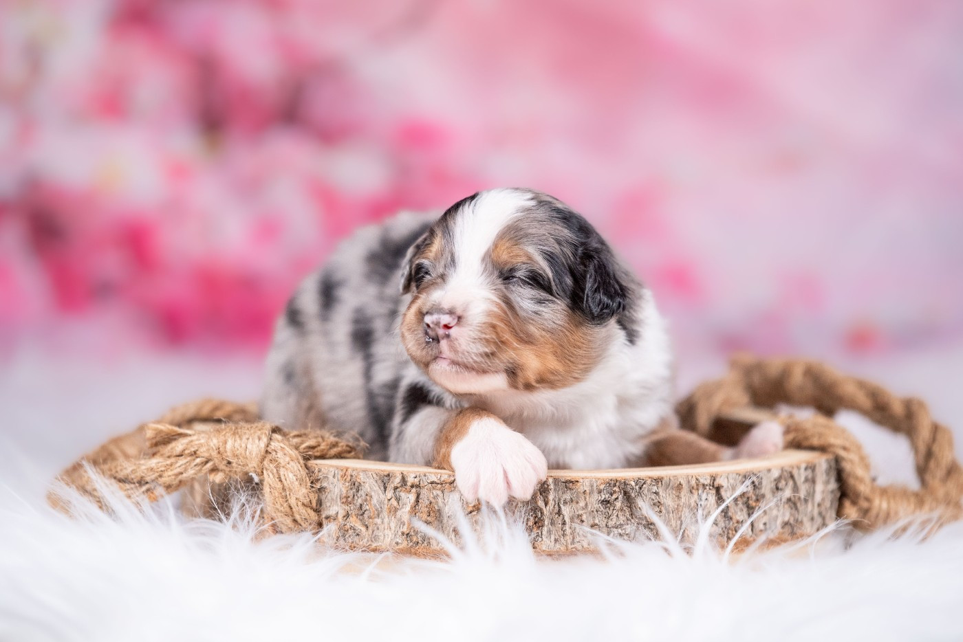 Chiot Berger Australien of go Fast Storm