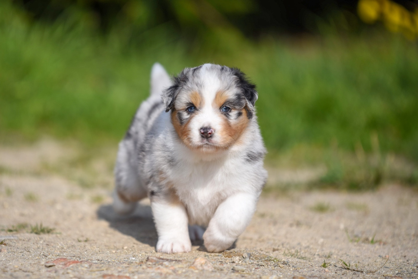 of go Fast Storm - Chiots disponibles - Berger Australien