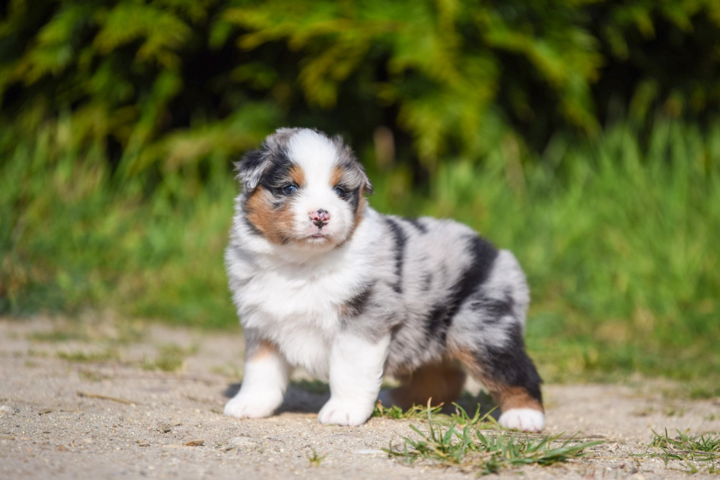 of go Fast Storm - Chiots disponibles - Berger Australien