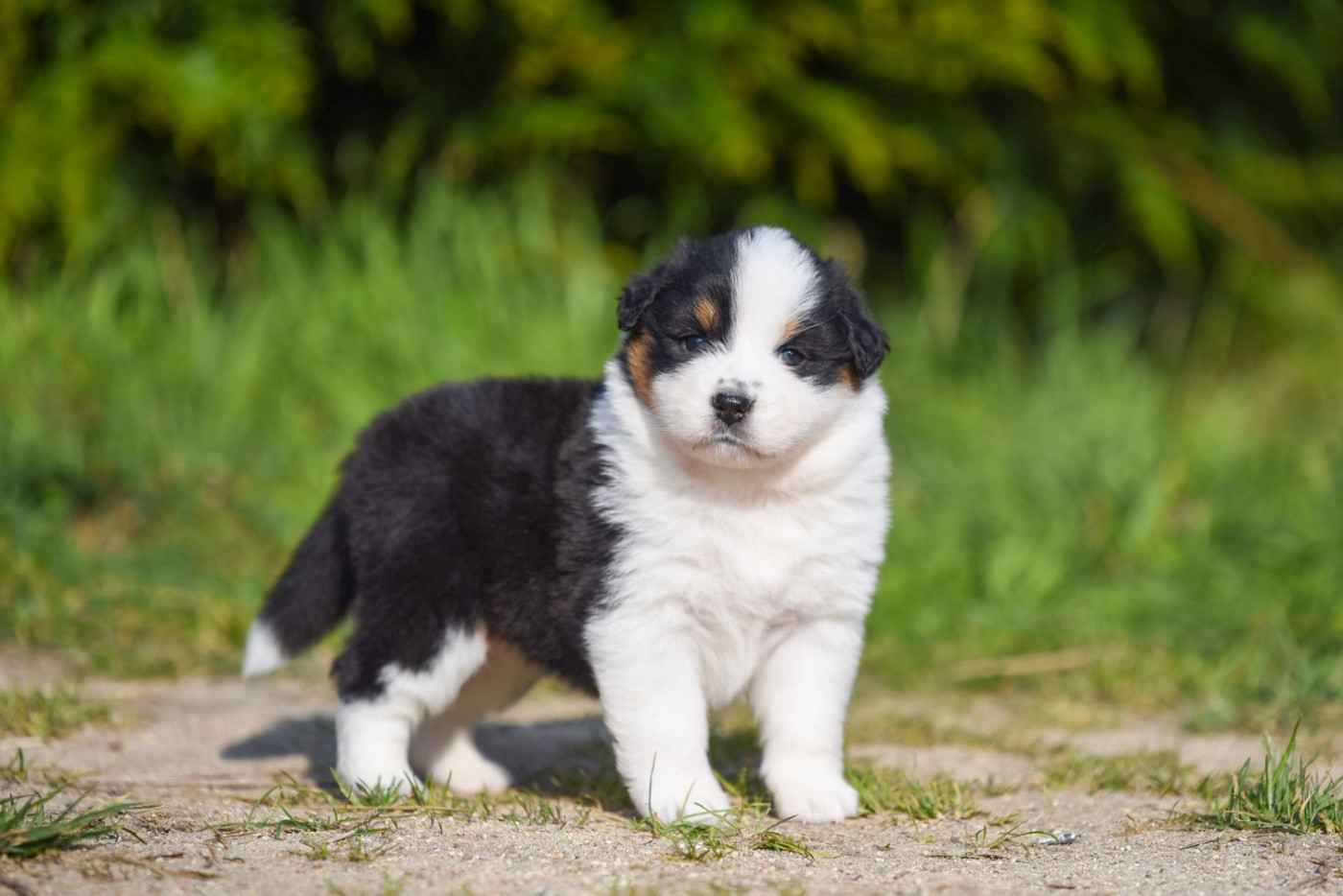 of go Fast Storm - Chiots disponibles - Berger Australien