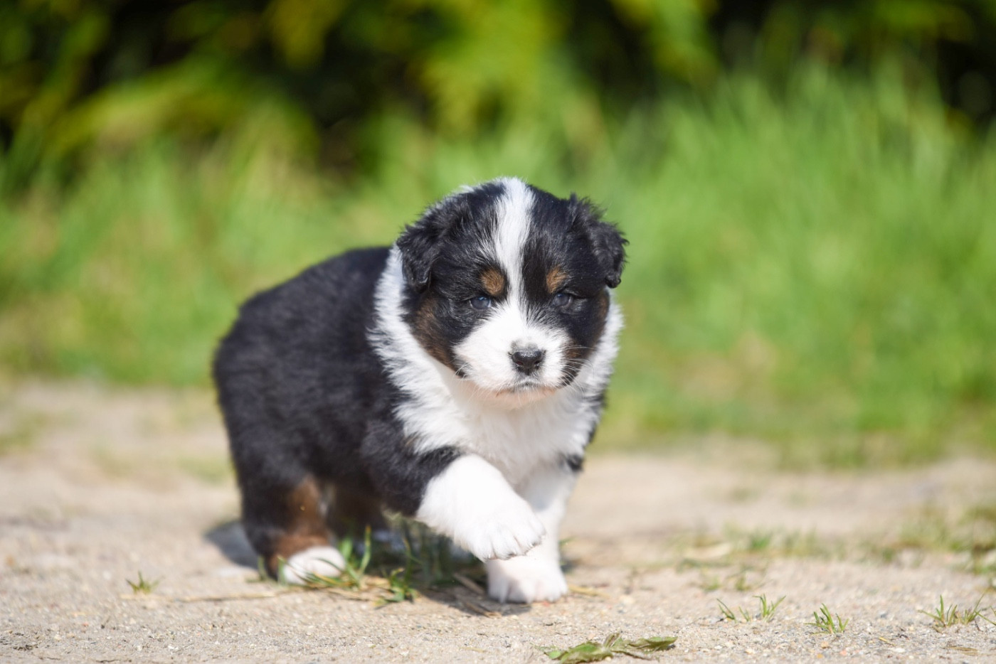 of go Fast Storm - Chiots disponibles - Berger Australien