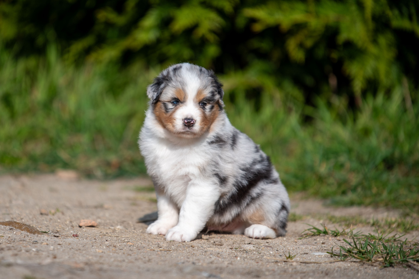 Chiot Berger Australien of go Fast Storm