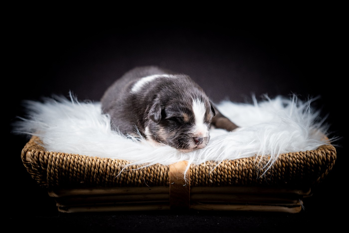 of go Fast Storm - Chiots disponibles - Berger Australien