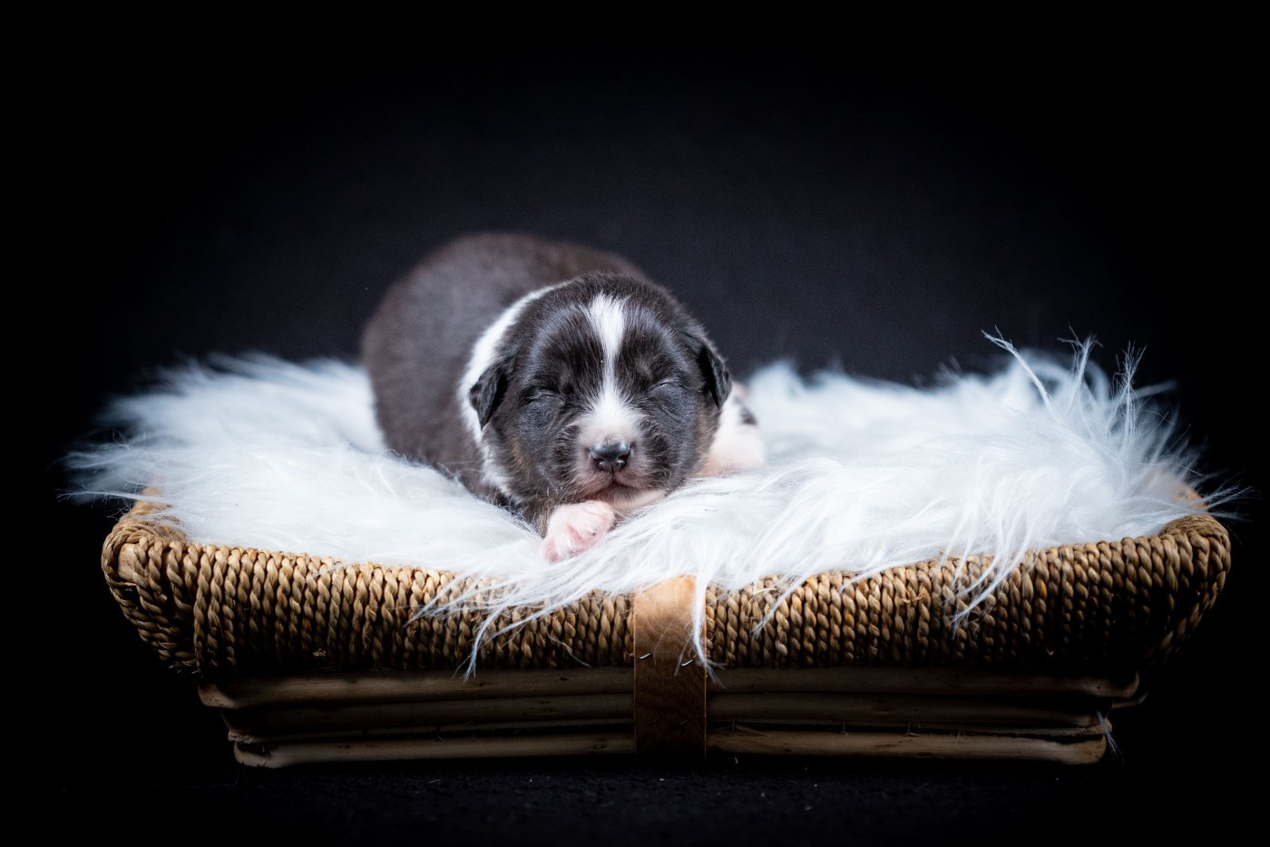 of go Fast Storm - Chiots disponibles - Berger Australien