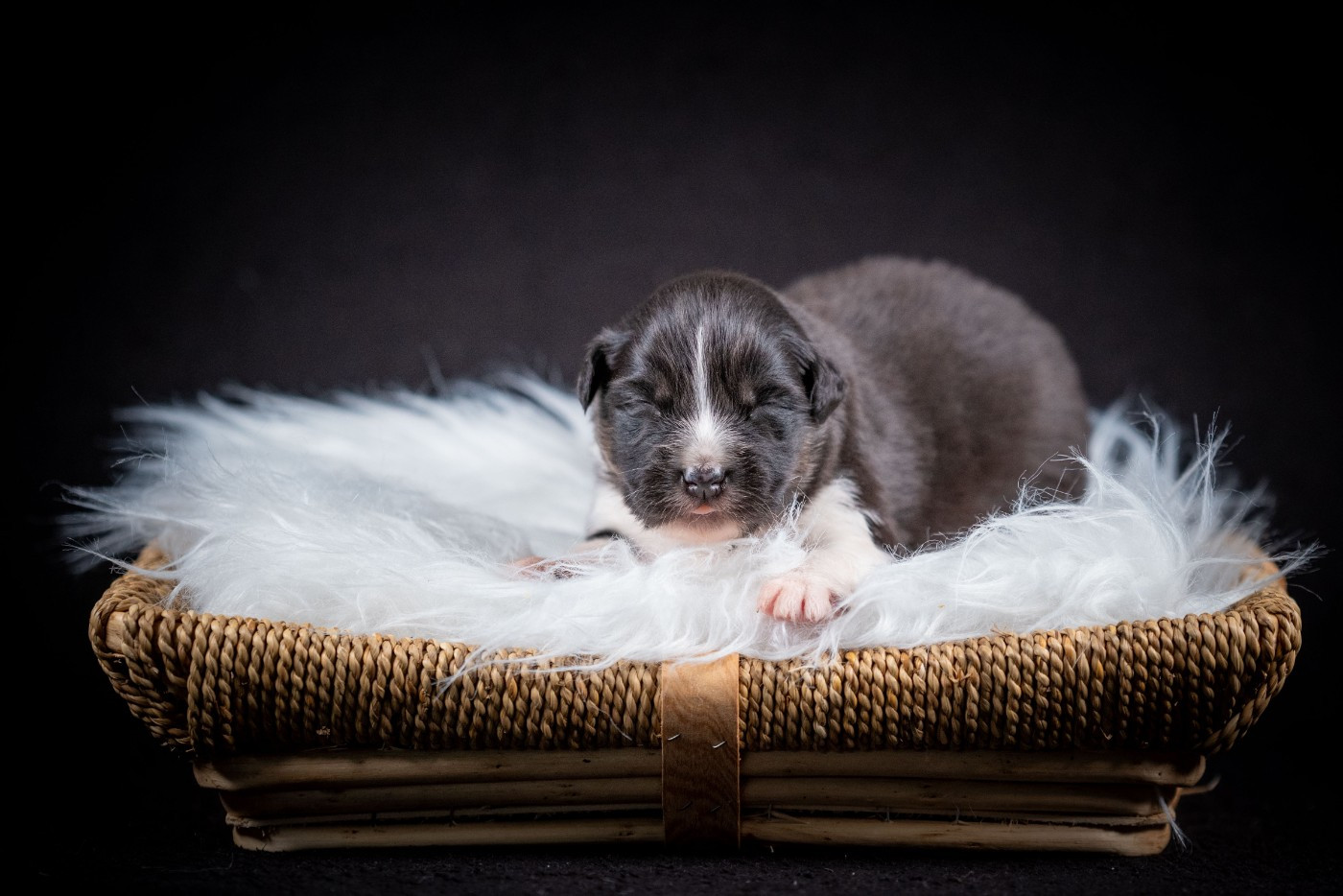 of go Fast Storm - Chiots disponibles - Berger Australien