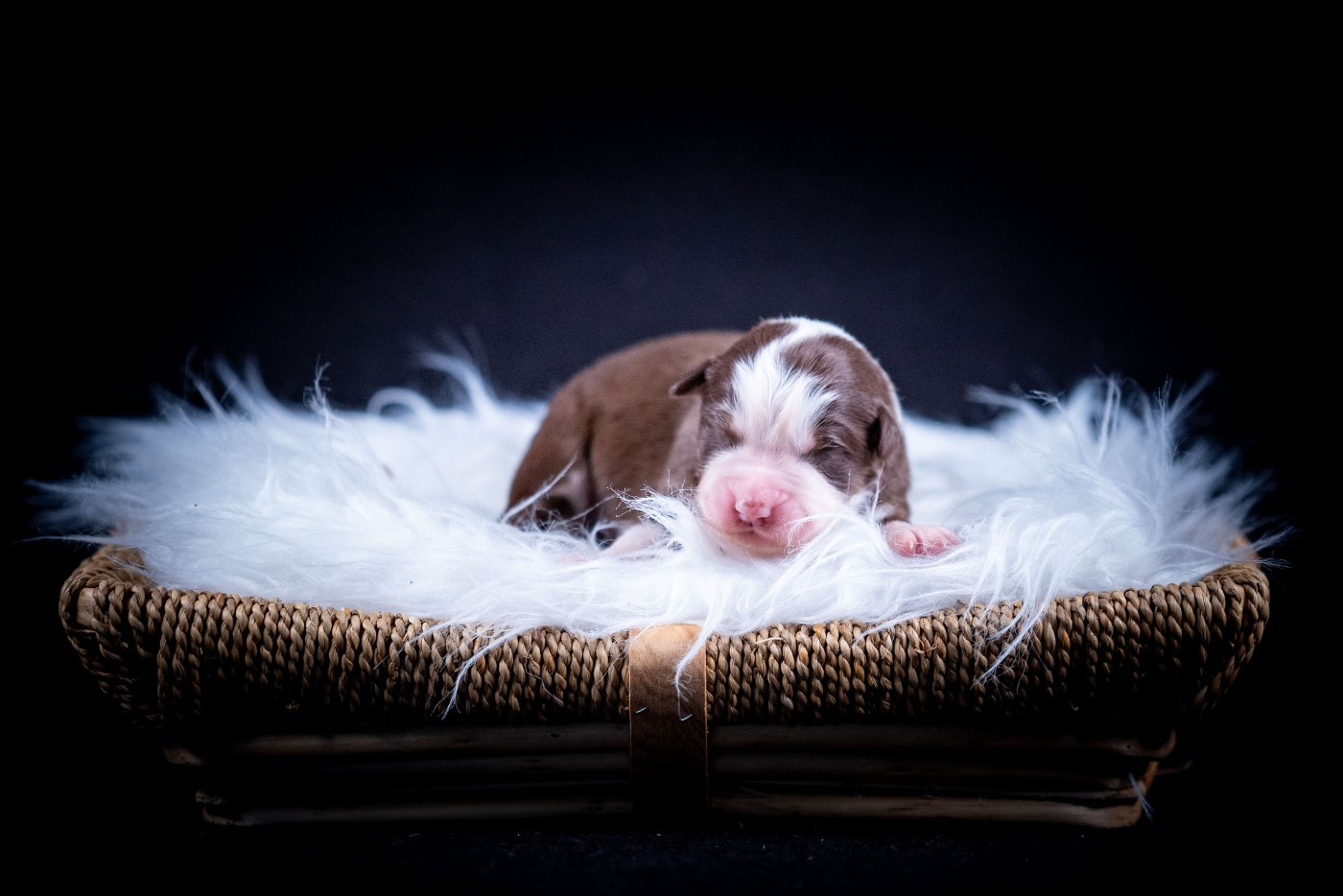 of go Fast Storm - Chiots disponibles - Berger Australien