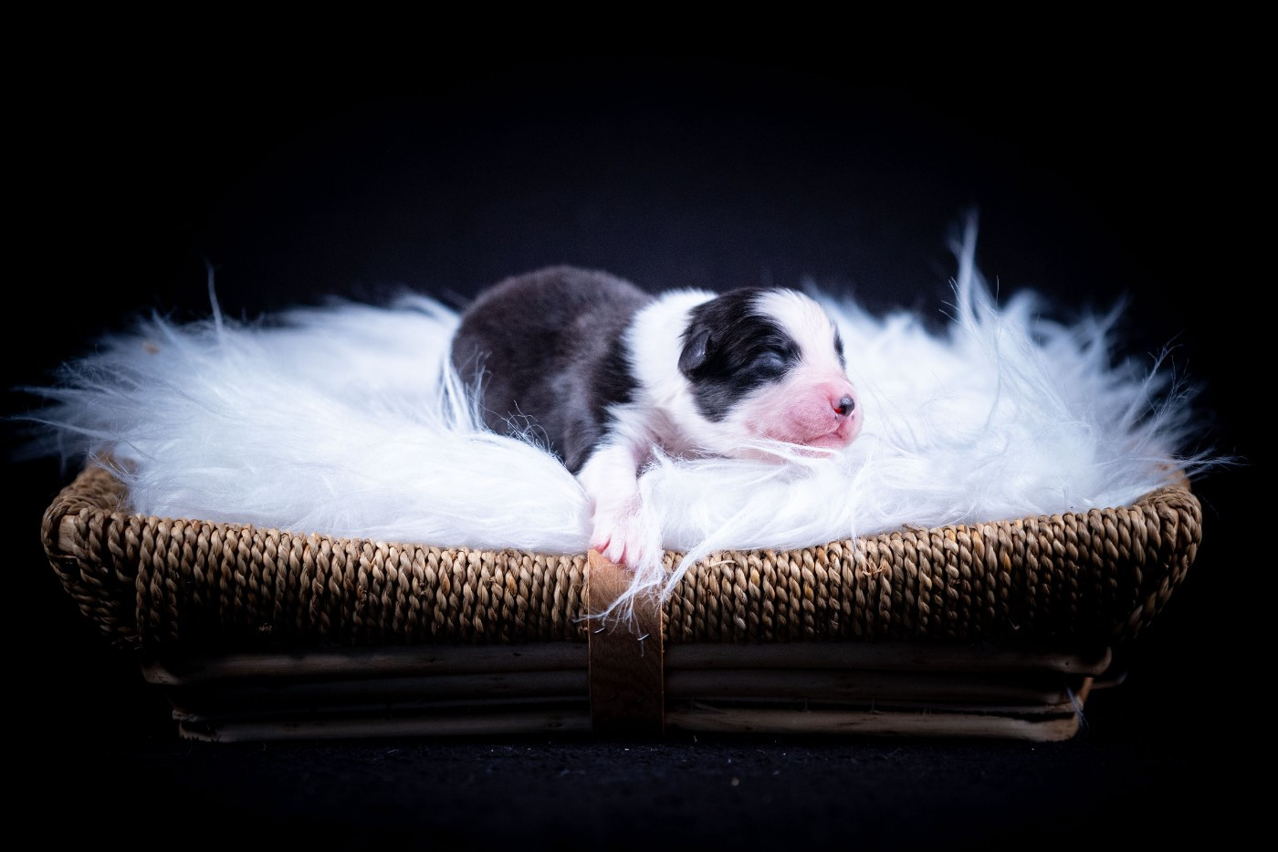 of go Fast Storm - Chiots disponibles - Berger Australien