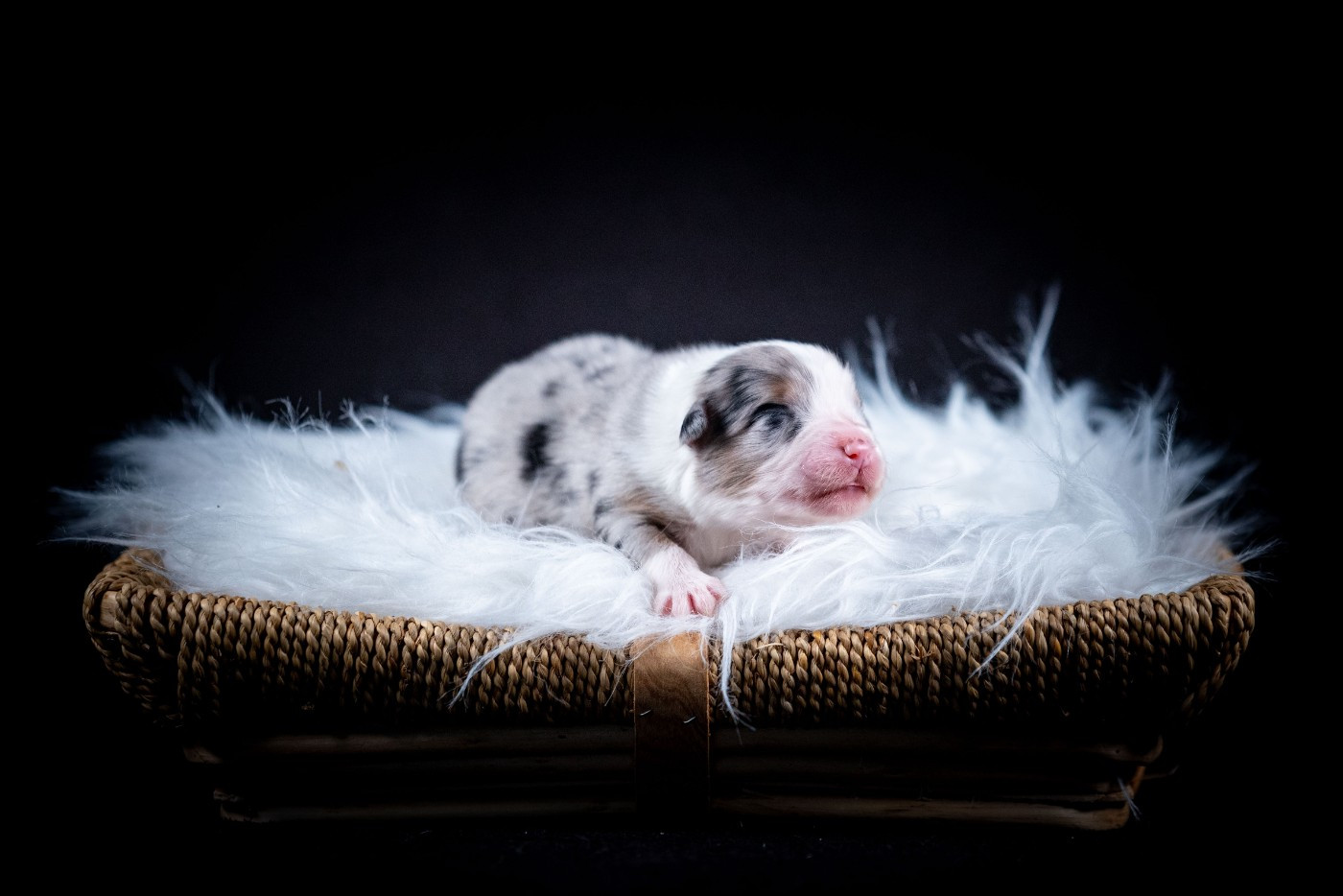 of go Fast Storm - Chiots disponibles - Berger Australien
