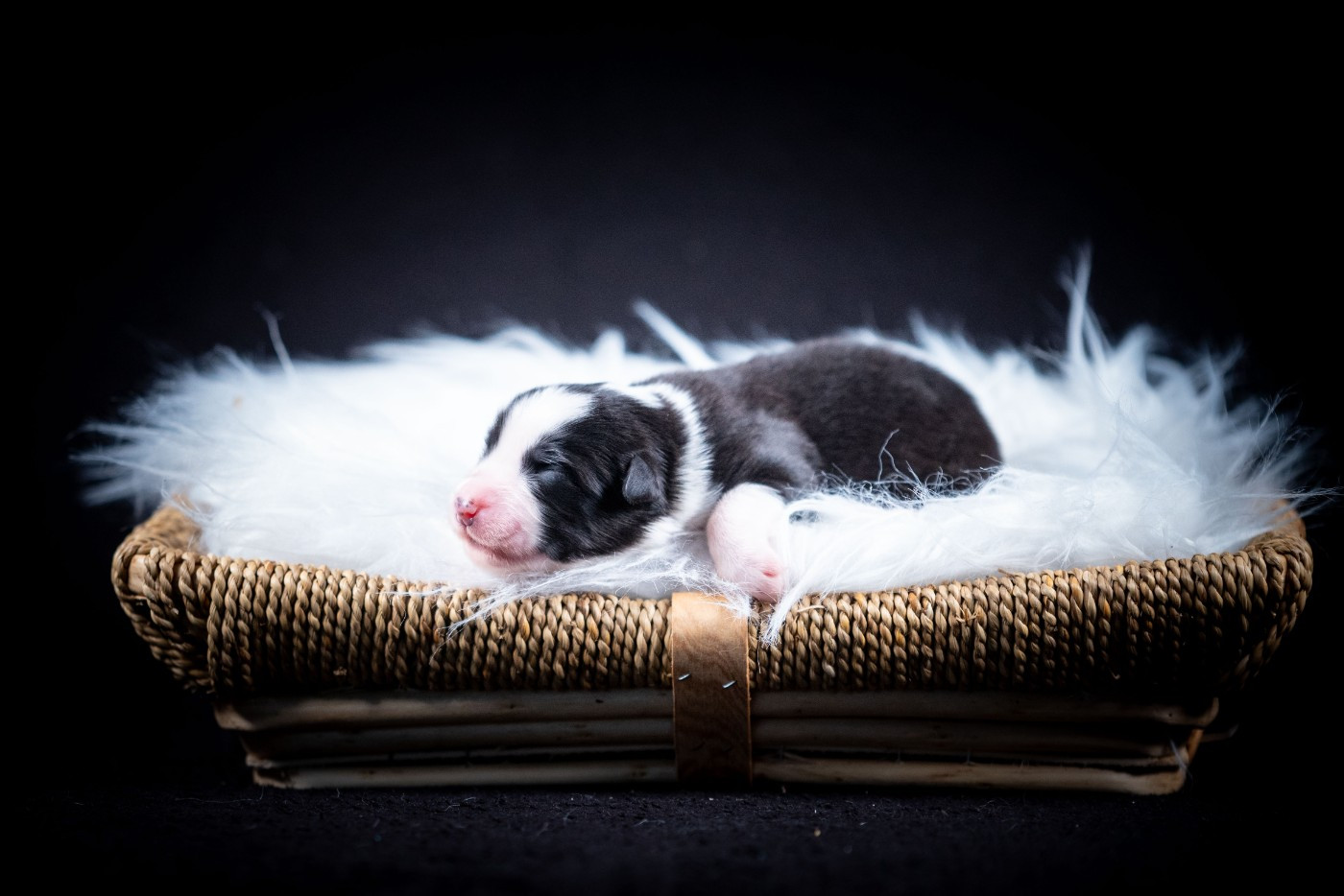 of go Fast Storm - Chiots disponibles - Berger Australien