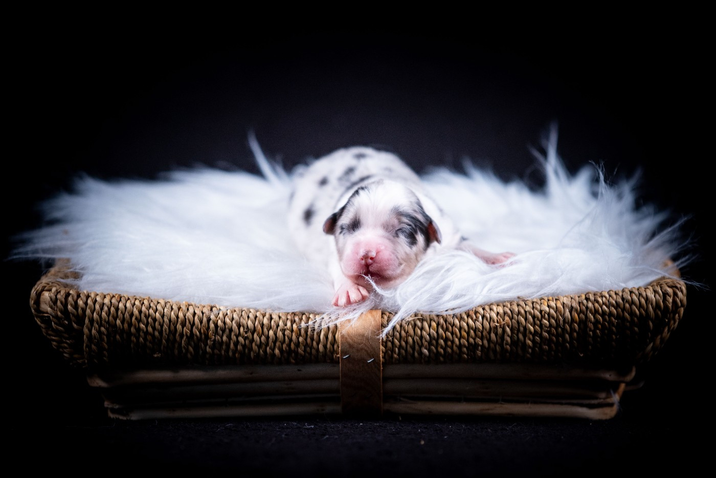 of go Fast Storm - Chiots disponibles - Berger Australien