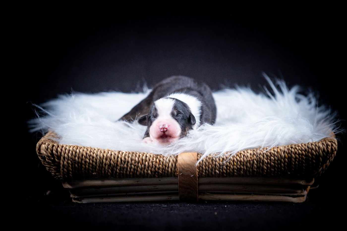 of go Fast Storm - Chiots disponibles - Berger Australien