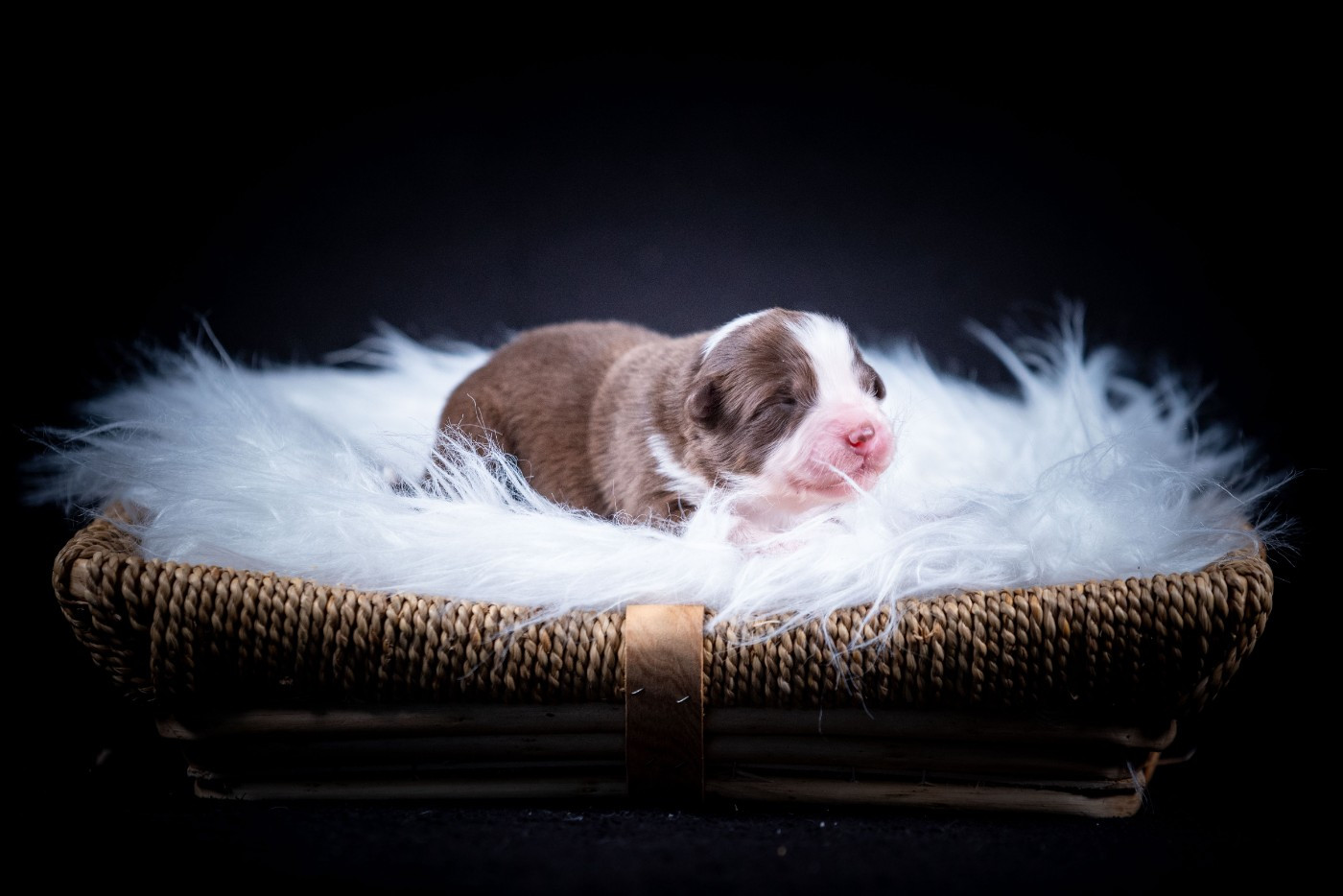 of go Fast Storm - Chiots disponibles - Berger Australien