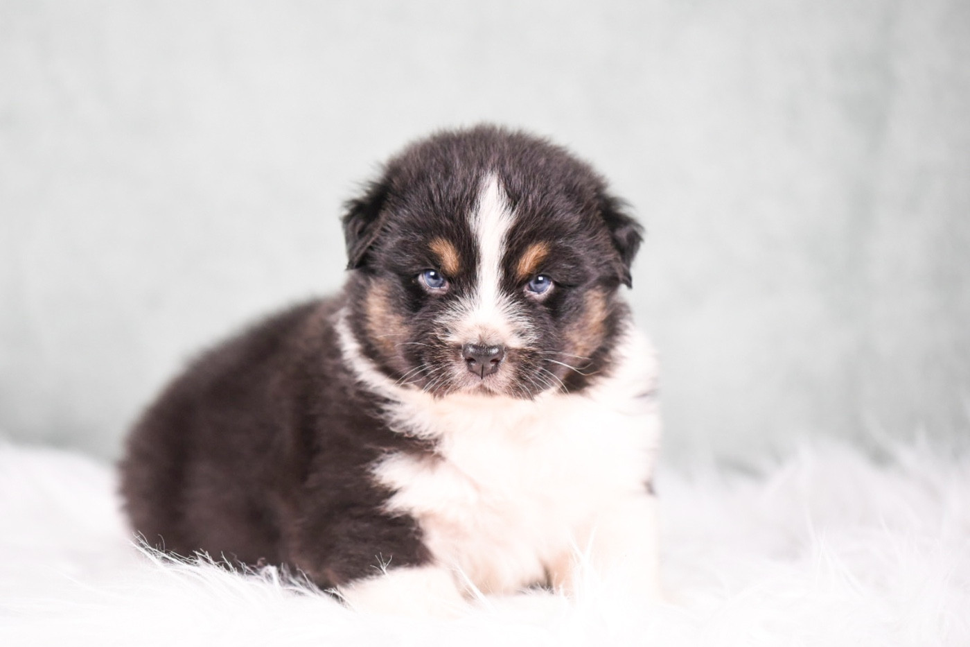 of go Fast Storm - Chiots disponibles - Berger Australien
