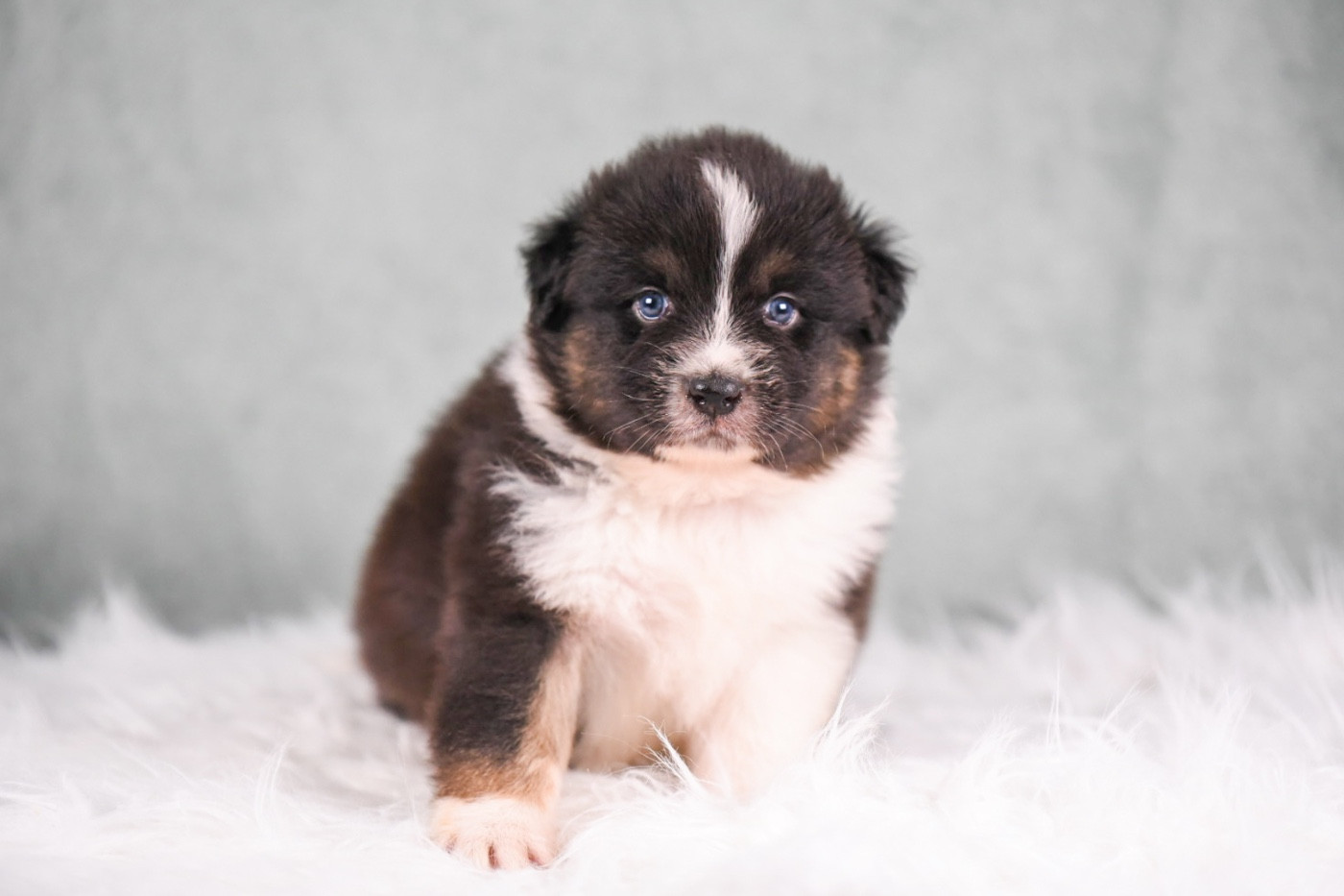 of go Fast Storm - Chiots disponibles - Berger Australien