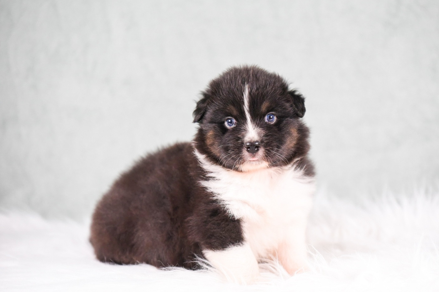 of go Fast Storm - Chiots disponibles - Berger Australien