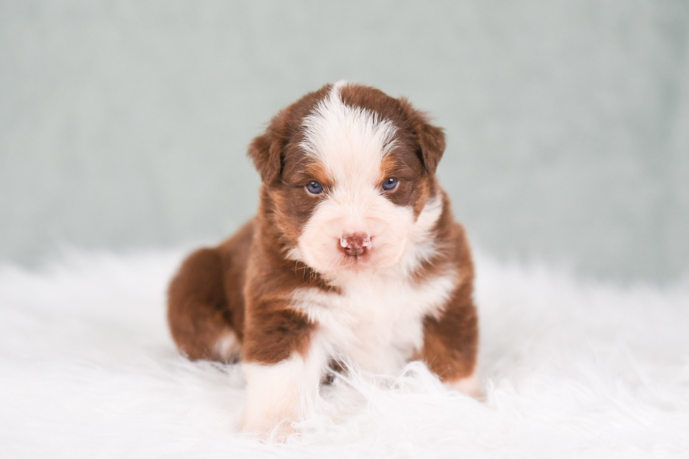 of go Fast Storm - Chiots disponibles - Berger Australien